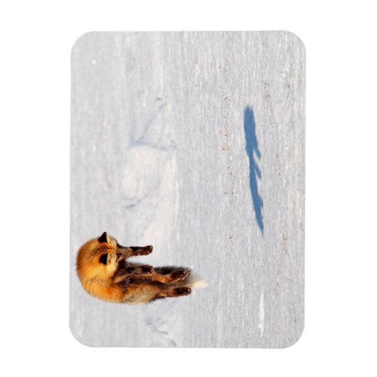 Fox Leap | Yukon, Canada Magneet (Verticaal)