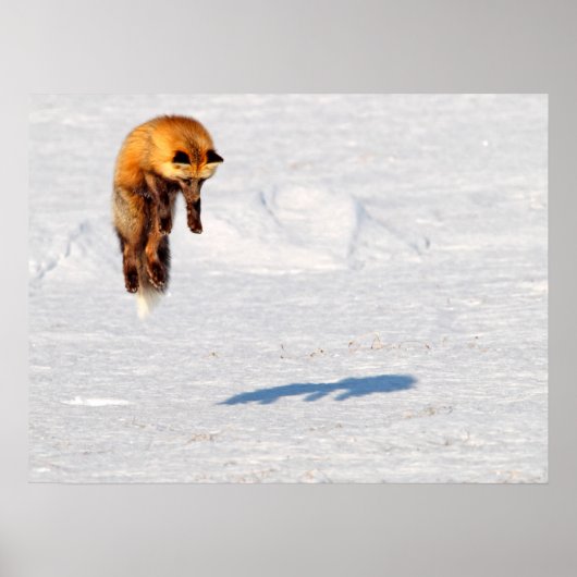 Fox Leap | Yukon, Canada Poster (Voorkant)