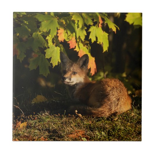 Fox Leaves en Shadows Tegeltje (Voorkant)