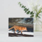 Fox loopt in sneeuw briefkaart (Staand voorkant)