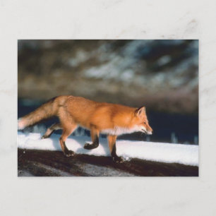 Fox loopt in sneeuw briefkaart
