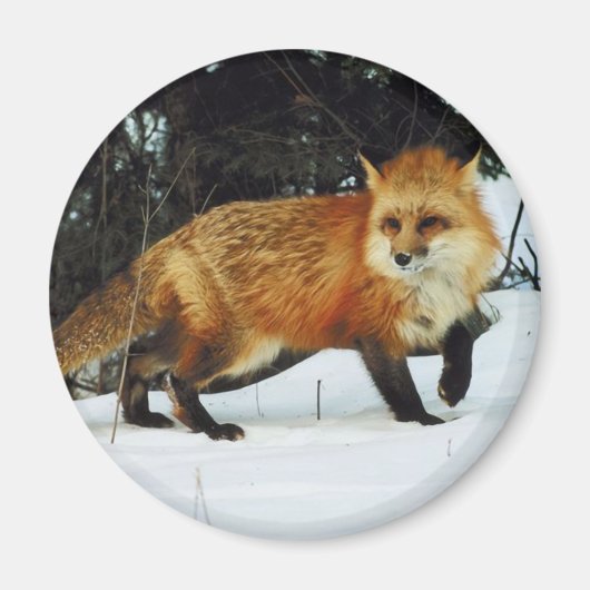Fox Magneet (Voorkant)
