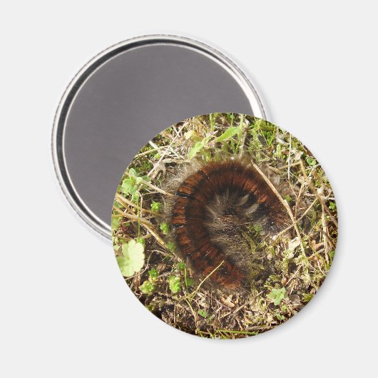 Fox Moth Caterstone Magnet (Voorkant / Achterkant)