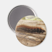 Fox Moth Caterstone Magnet (Voorkant / Achterkant)