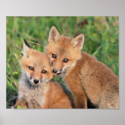 Fox Nom Poster (Voorkant)