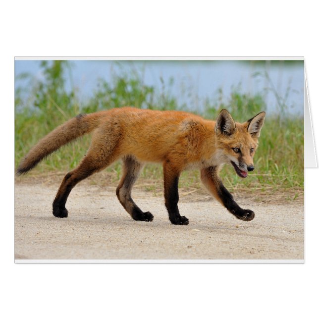 Fox onderweg (Voorkant Horizontaal)