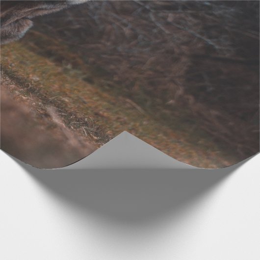 FOX OP GRASSVELD CADEAUPAPIER (Hoek)