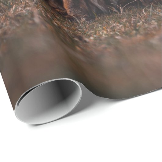 FOX OP GRASSVELD CADEAUPAPIER (Rol Hoek)