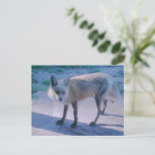 Fox op Porch Briefkaart (Staand voorkant)