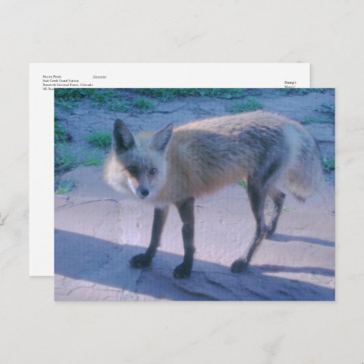 Fox op Porch Briefkaart (Voorkant / Achterkant)