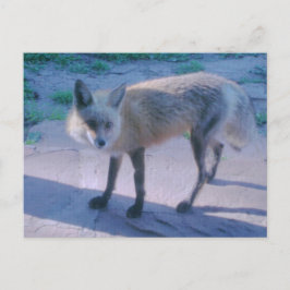 Fox op Porch Briefkaart