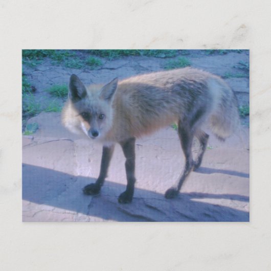 Fox op Porch Briefkaart (Voorkant)