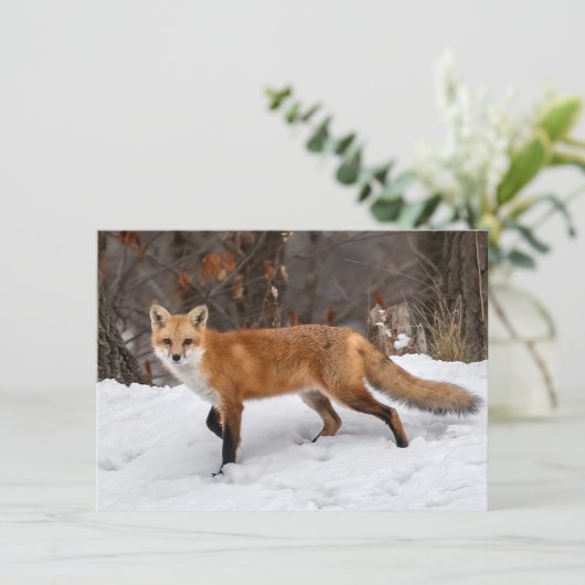 Fox op sneeuw kaart (Staand voorkant)