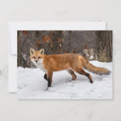 Fox op sneeuw kaart (Voorkant)