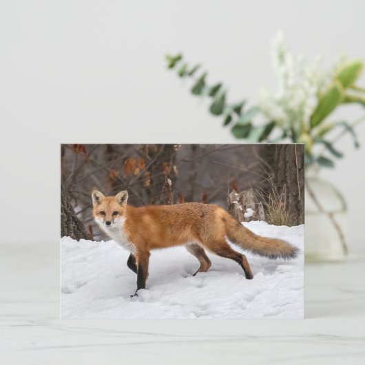 Fox op sneeuw kerst Kaart (Staand voorkant)