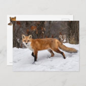 Fox op sneeuwfoto afdrukken briefkaart (Voorkant / Achterkant)