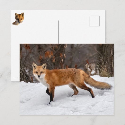 Fox op sneeuwfoto afdrukken briefkaart (Voorkant / Achterkant)