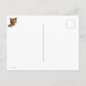 Fox op sneeuwfoto afdrukken briefkaart (Achterkant)