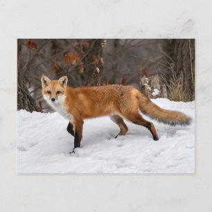Fox op sneeuwfoto afdrukken briefkaart