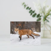 Fox op sneeuwfoto afdrukken briefkaart (Staand voorkant)