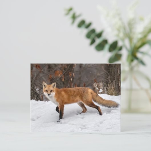 Fox op sneeuwfoto afdrukken briefkaart (Staand voorkant)