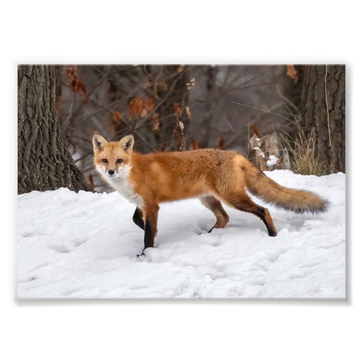 Fox op sneeuwfoto afdrukken foto afdruk (Voorkant)