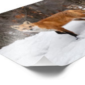 Fox op sneeuwfoto afdrukken foto afdruk (Hoek)