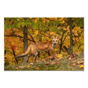 Fox op waarschuwing foto afdruk