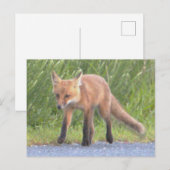 Fox Photo Briefkaart (Voorkant / Achterkant)