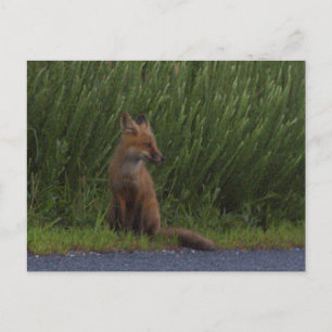 Fox Photo Briefkaart