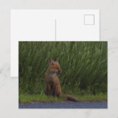 Fox Photo Briefkaart (Voorkant / Achterkant)