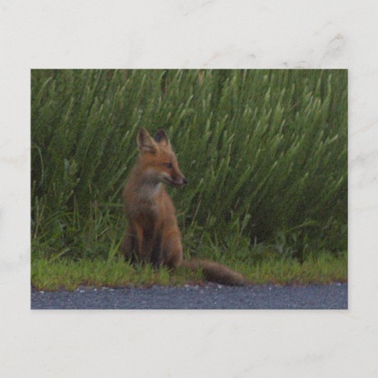 Fox Photo Briefkaart (Voorkant)