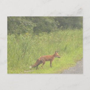Fox Photo Briefkaart