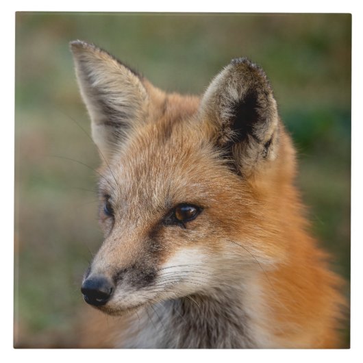 Fox Portrait Tegeltje (Voorkant)