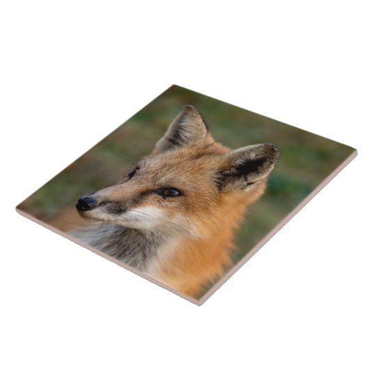 Fox Portrait Tegeltje (Zijkant)