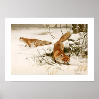 Fox Poster