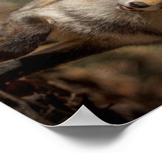 Fox Poster (Hoek)