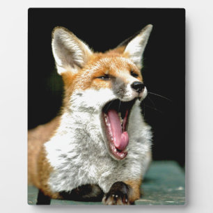 Fox - pro foto fotoplaat