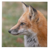 Fox Profile keramische teile Tegeltje (Voorkant)