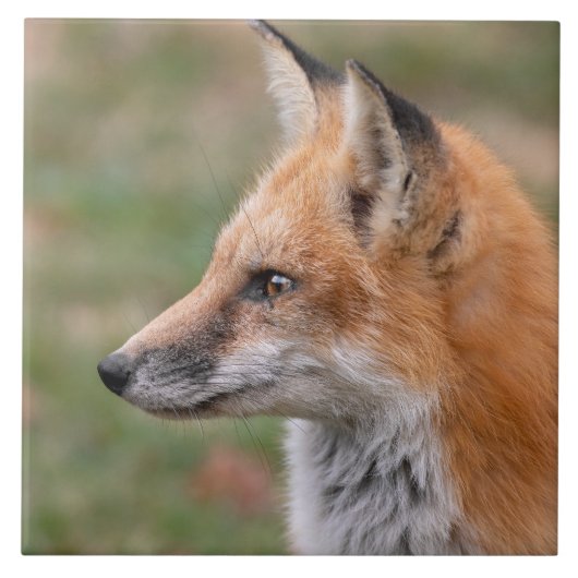 Fox Profile keramische teile Tegeltje (Voorkant)