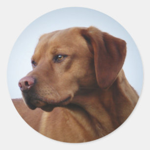 Fox Red Labrador Gundog Ronde Sticker
