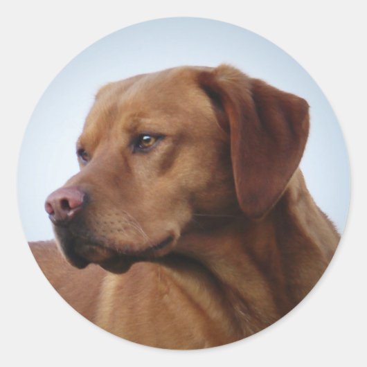Fox Red Labrador Gundog Ronde Sticker (Voorkant)