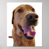 Fox red Labrador poster (Voorkant)