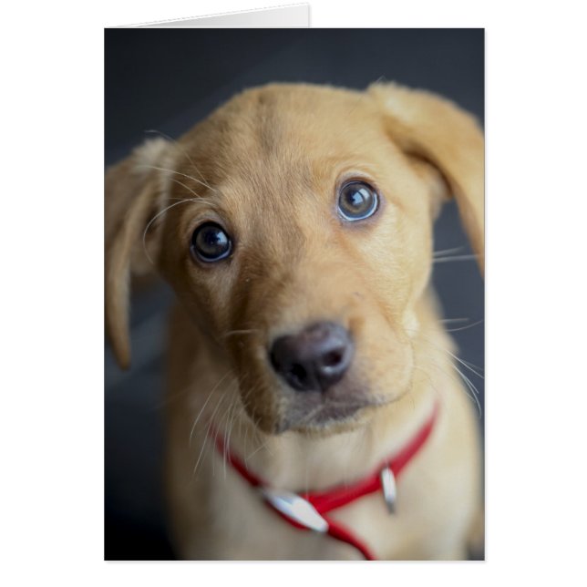 Fox Red Labrador Puppy (Voorkant)