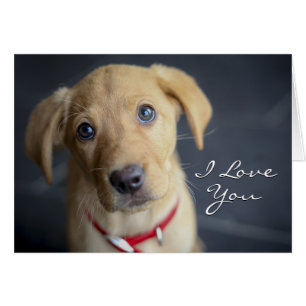 Fox Red Labrador Puppy