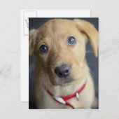 Fox Red Labrador Puppy Briefkaart (Voorkant / Achterkant)