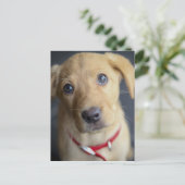 Fox Red Labrador Puppy Briefkaart (Staand voorkant)