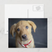 Fox Red Labrador Puppy Briefkaart (Voorkant / Achterkant)