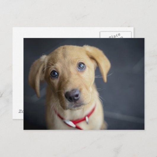 Fox Red Labrador Puppy Briefkaart (Voorkant / Achterkant)