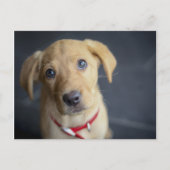 Fox Red Labrador Puppy Briefkaart (Voorkant)